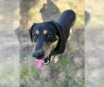 Small #3 Rottweiler Mix