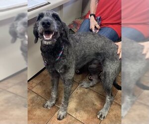 Sheepadoodle Dogs for adoption in Amarillo, TX, USA