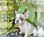Small Photo #6 French Bulldog Puppy For Sale in ROCKWALL, TX, USA