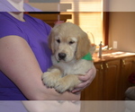 Small Photo #14 Golden Retriever Puppy For Sale in WEBSTER CITY, IA, USA