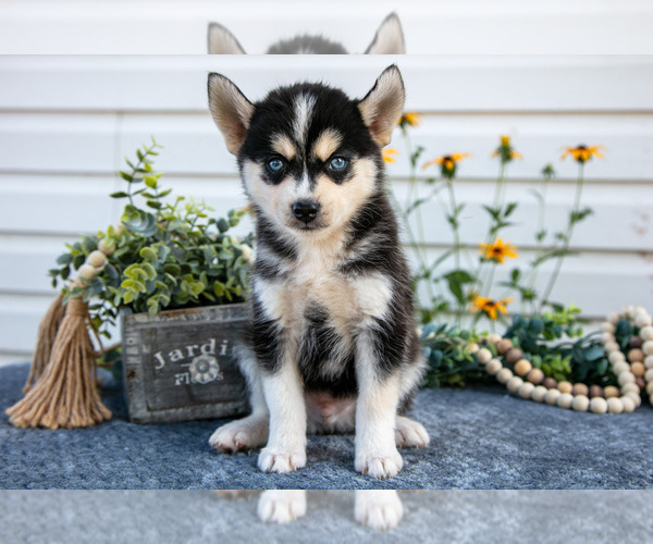 Medium Photo #10 Pomsky Puppy For Sale in ELIZABETHTOWN, PA, USA