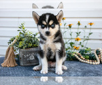 Small Photo #10 Pomsky Puppy For Sale in ELIZABETHTOWN, PA, USA