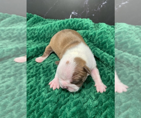 Medium Photo #70 Boston Terrier Puppy For Sale in TULARE, CA, USA