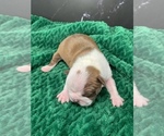 Small Photo #70 Boston Terrier Puppy For Sale in TULARE, CA, USA