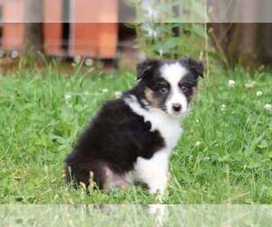 Australian Shepherd Puppy for sale in CHEHALIS, WA, USA