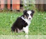 Small Australian Shepherd