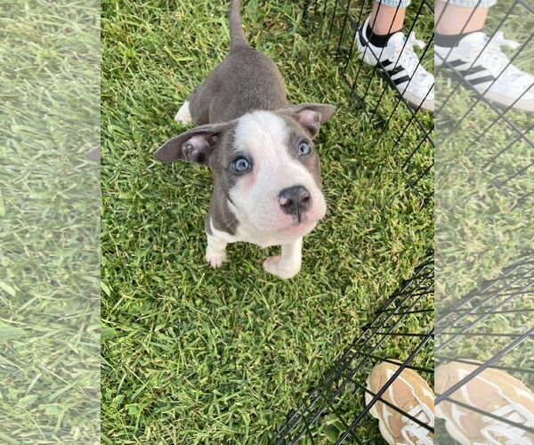 Medium Photo #12 American Pit Bull Terrier-Unknown Mix Puppy For Sale in Derwood, MD, USA