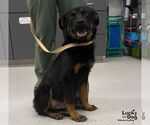 Ray - Male Labrador Retriever-Unknown Mix Dog for Adoption - Small photo