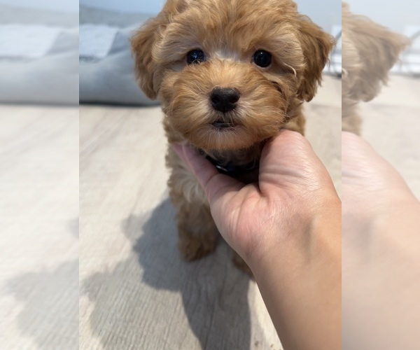 Medium Photo #2 Poodle (Toy)-ShihPoo Mix Puppy For Sale in FARMINGTON, MI, USA