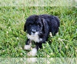 Small #8 Bernedoodle