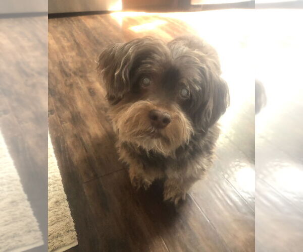 Medium Photo #3 Shih Tzu-Unknown Mix Puppy For Sale in Wakefield, RI, USA
