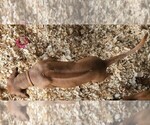 Small Photo #3 Rhodesian Ridgeback Puppy For Sale in LOCKHART, TX, USA