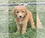 Small Photo #2 Goldendoodle Puppy For Sale in ARAB, AL, USA
