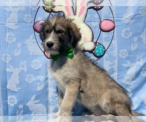 Poodle (Standard)-Siberian Husky Mix Puppy for sale in LANCASTER, PA, USA