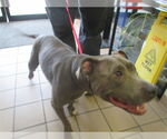 Small American Staffordshire Terrier Mix