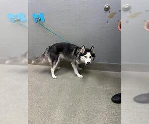 Siberian Husky-Unknown Mix Dogs for adoption in Las Vegas, NV, USA