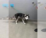 Small Siberian Husky Mix