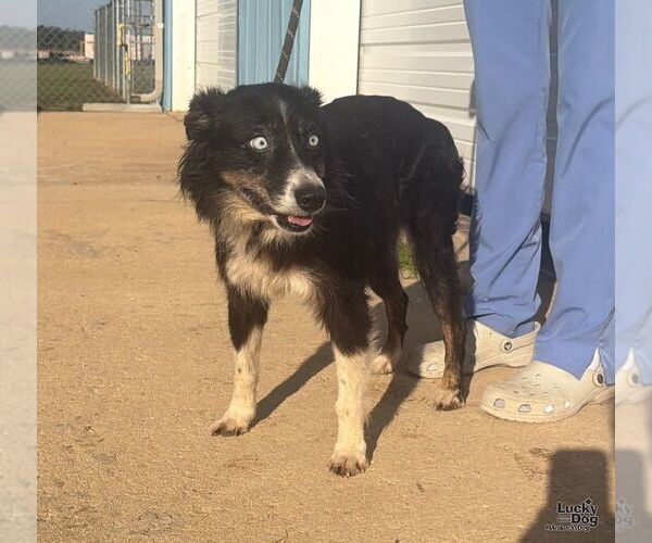 Medium Photo #1 Border-Aussie Puppy For Sale in Washington, DC, USA