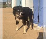Tilly - Female Border-Aussie Dog for Adoption - Small photo