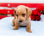 Small #3 Dachshund