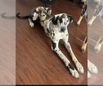 Small Photo #15 Great Dane Puppy For Sale in OKLAHOMA CITY, OK, USA