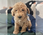 Puppy Oliver Miniature Labradoodle