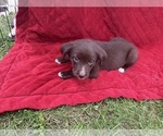 Small Photo #43 Borador Puppy For Sale in MARION, VA, USA