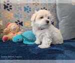 Small Photo #17 Maltese Puppy For Sale in OCALA, FL, USA