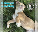 Small #7 Staffordshire Bull Terrier Mix