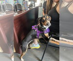 Small #11 Beagle Mix