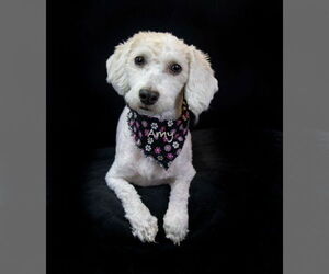 Havanese-Unknown Mix Dogs for adoption in Hot Springs Village, AR, USA