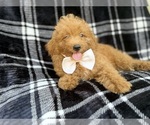 Dayton - Male Goldendoodle (Miniature) Puppy for Sale - Photo #3