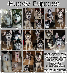 Siberian Husky Puppy for sale in NEW BRAUNFELS, TX, USA