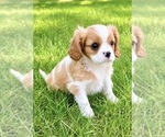 Small #1 Cavalier King Charles Spaniel