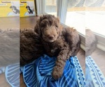 Small #6 Labradoodle