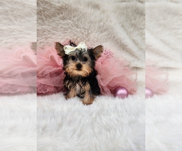 Medium Photo #2 Morkie Puppy For Sale in INDIANAPOLIS, IN, USA