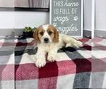 Small Photo #3 Cavapoo Puppy For Sale in FRANKLIN, IN, USA