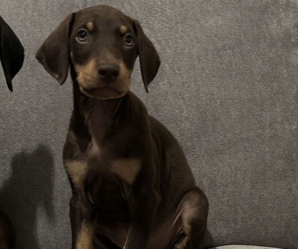 Medium Photo #1 Doberman Pinscher Puppy For Sale in EVANS, CO, USA