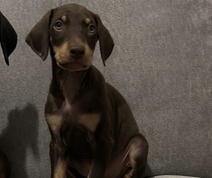 Doberman Pinscher Puppy for sale in EVANS, CO, USA