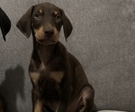 Small Doberman Pinscher