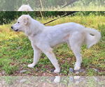 Small #2 Great Pyrenees Mix
