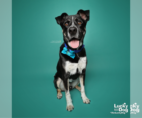Medium Photo #25 Mutt Puppy For Sale in Washington, DC, USA