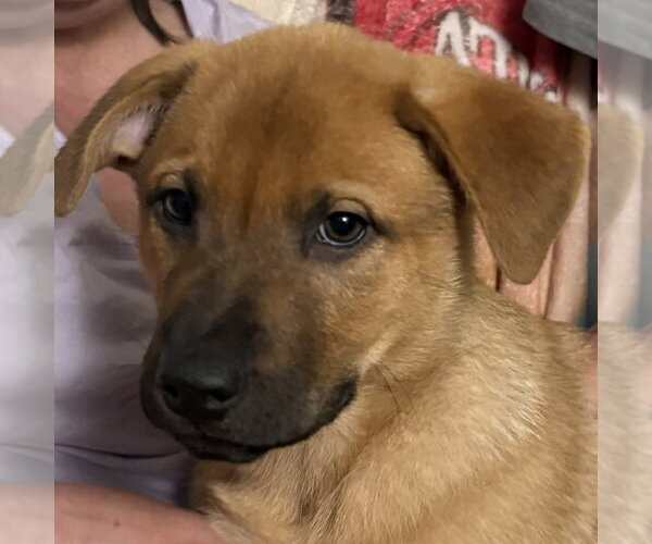 Medium Photo #5 German Shepherd Dog-Unknown Mix Puppy For Sale in Minneapolis, MN, USA