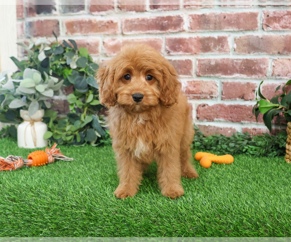 Medium Photo #9 Cavapoo (Miniature) Puppy For Sale in SYRACUSE, IN, USA