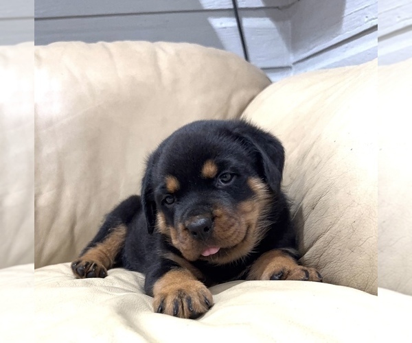 Medium Photo #13 Rottweiler Puppy For Sale in BRIGHTON, CO, USA