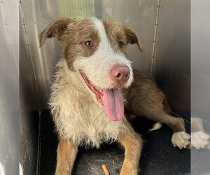 Mutt Dogs for adoption in Pearland, TX, USA