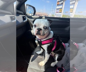 Boston Terrier Dogs for adoption in Little Elm, TX, USA