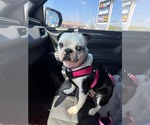 Small Boston Terrier