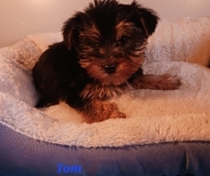 Yorkshire Terrier Puppy for Sale in SHIPSHEWANA, Indiana USA