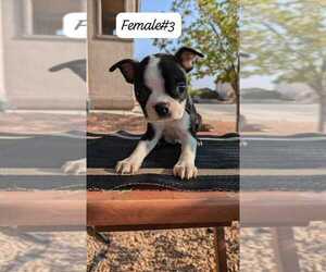 Boston Terrier Puppy for sale in EL PASO, TX, USA